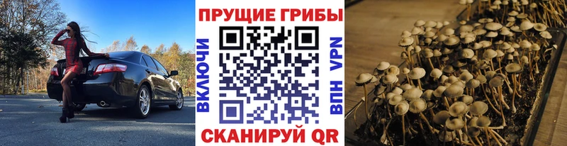 Псилоцибиновые грибы Psilocybine cubensis  shop состав  Киржач  как найти наркотики  гидра ONION 